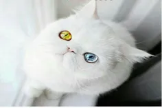 گربه ای با چشمان رنگی تا به تا