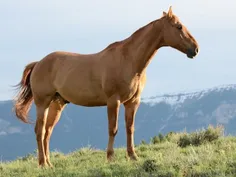 قد اسب ها معمولاً از شانه ی آن ها حساب می شود، یعنی جایی 