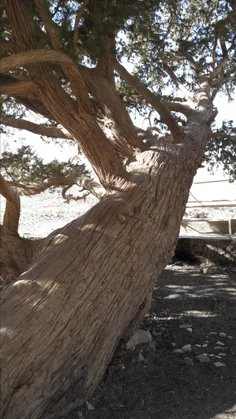 امروز  جاده خاش درخت چندین هزار ساله...