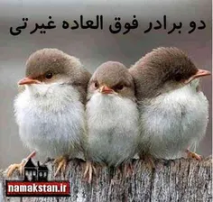 جوجو ناز