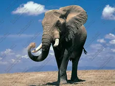 تحقیقات نشان میدهد که حس شنوایی  فیل ها  به قدری زیاد است