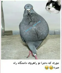 خخخخ