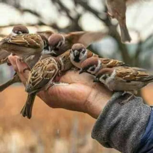 کاش باران میدانست که گنجشک لباسی برای عوض کردن ندارد....