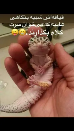 نازییییی😹😻