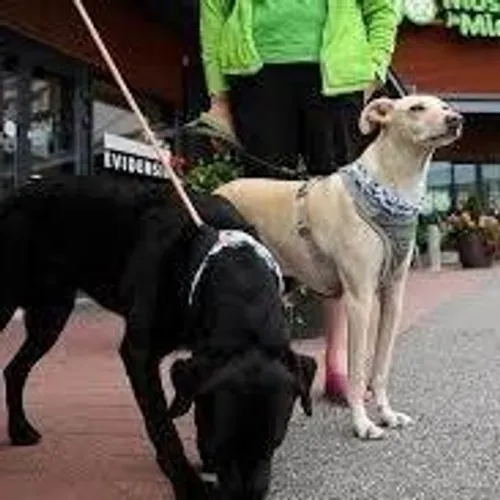 سگ های کرونایاب در فرودگاه هلسینکی مشغول به کار شدند