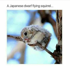 سنجاب کوچولو ژاپنی بعد از برف