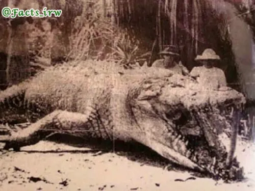 تمساح غول پیکری که توسط دو شکارچی در سال 1957 در کوئینزلن