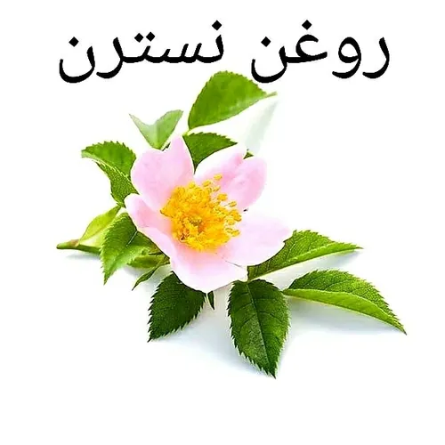 🍾 روغن نسترن