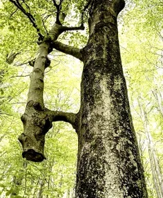 احمیت درختا از ادما بیشتره 😔🥲❤