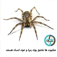 #عنکبوت #naturefarsifacts