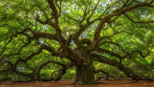طبیعت درخت زیبا جنگل کپی با ذکر صلوات جهت سلامتی و تعجیل 