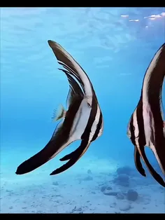 خفاش‌ ماهی باله‌ بلند (long fin batfish) یا خفاش‌ماهی تِی