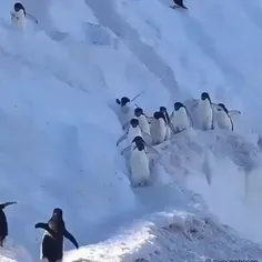 پنگوئن‌ها هنوز یاد نگرفتند جاده دو طرفه بزنند 😂😂😂