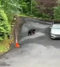 خرس بدبخت ریــــــد😂😂😂