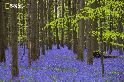 گل های استکانی آبی وحشی در «جنگل آبی» بلژیک