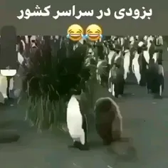 سامانا اعلام حضور کنن😂⁦✌🏻⁩