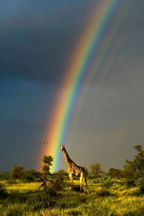 Rainbows on the Savanna, Serengetti National Park, Tanzan