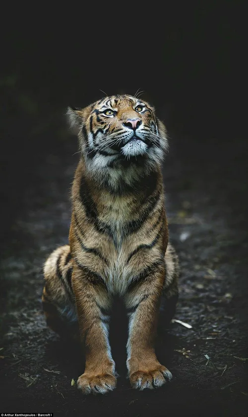 Tiger