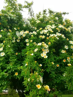 نسترن های زیبای دانشکده من🌻 🌿