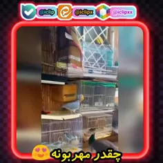 قفسی که دنیایی از زیبایی و عشق رو در خود جای داده🥺❤️