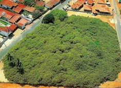 بزرگترین#درخت_بادام_هندی توسط یک ماهیگیر در برزیل کاشته ش
