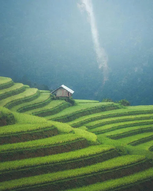 تصویری بی نظیر و چشم نواز از مزارع پلکانی برنج در ویتنام