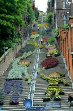 #زیباسازی فضاهای شهری با استفاده از#گیاه