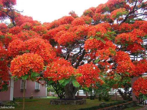 یک درخت گل زیبا در برزیل. خانه ی اصلی این نوع درختچه ی گل