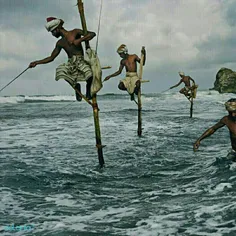 یکی از قدیمیترین روشهای ماهیگیری در جهان هنوز در #سریلانک