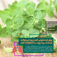 ❗️برای ضدعفونی کردن ریه می‌ توانید از دم کرده پونه استفاد