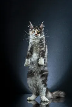 #عکاسی از گربه‌های ایستاده ری‌ناد، عکاس سوئیسی، با الهام 