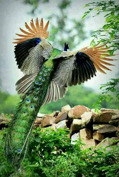 طاووس کمیاب