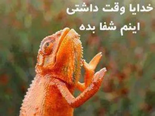 خدایا همه ویسگونیاره شفا بده لایک نمیکن منو