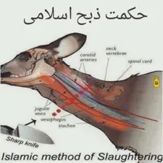 اعجاز علمی در ذبح اسلامی حیوانات