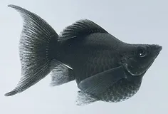 ماهی مولی