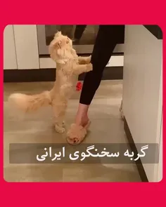 گربه سخنگوی ایرانی ! گربه من عربی میرقصه😂