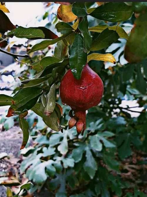 الهی به امید خودت