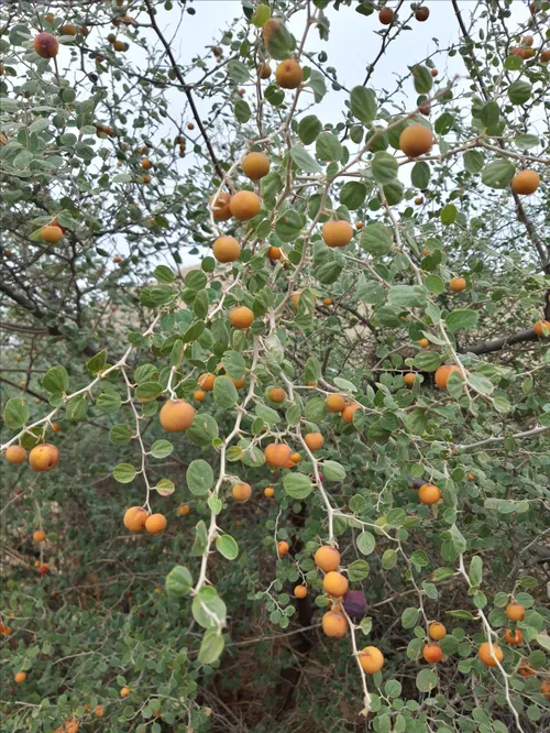 اگ گفتین این چیه؟؟؟😋 😋