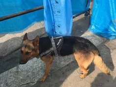 «تیدا» سگ زنده‌یاب پلیس به علت شدت حرارت زیر آوار دچار سو