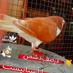 دختر کفتر باز 🕊