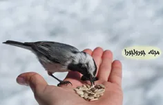 چه کند بنده که گردن ننهد فرمان را