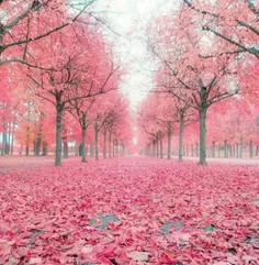 تصویری خاص و زیبا از پادشاه فصل‌ها پاییز در کشور سوئد که 
