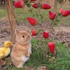 سلام . اینم استوری خرگوش برای دوستان عزیزی ک درخواست داده