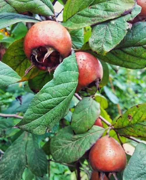 اینم میوه مخصوص جنگلهای شمال بنام "کنس"