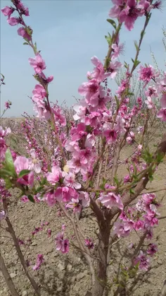 اینم از شکوفه های درختهای باغمون😍 😍 😍