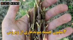 حدود ۳ میلیون چشمه پیوندك عاری از ویروس در سال جاری تولید