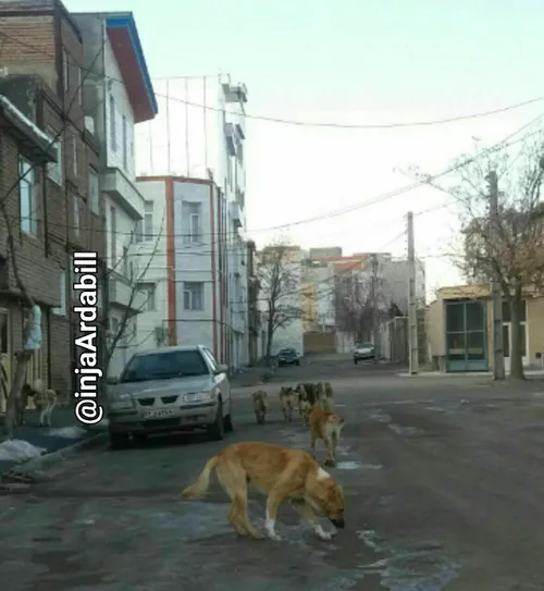 🔴 حرکت گله ای سگهای ولگرد در شهرک سبلان