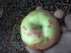 سلام بچه ها همین الان عکس گرفتم یه سیبه که اینجوری شده