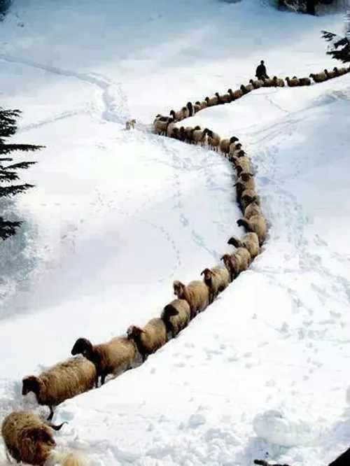 کانال گوسفند...