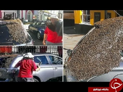 یک گروه ۲۰ هزارتایی زنبور به مدت دو روز یک ماشین را تعقیب